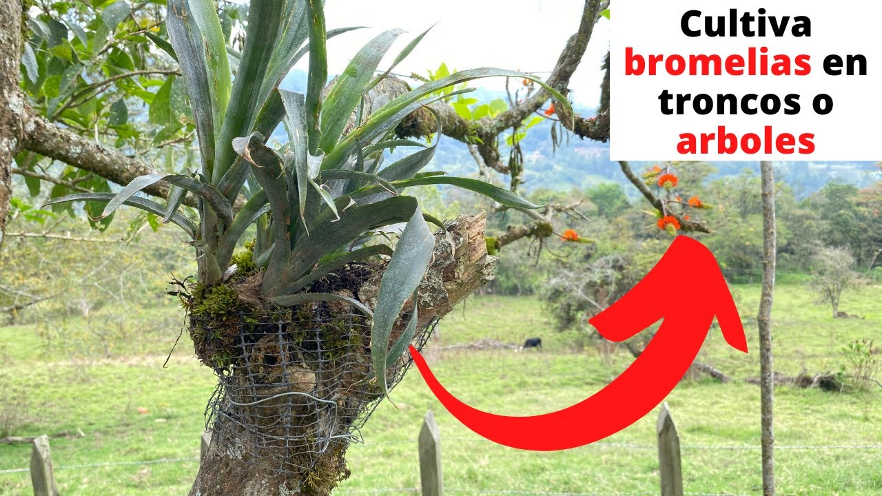 Como cultivar bromelia en troncos o arboles 😍