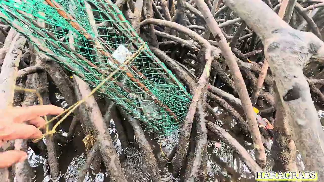 ITO NA ANG BAKLAS KABIT | MUD CRAB HUNTING 
