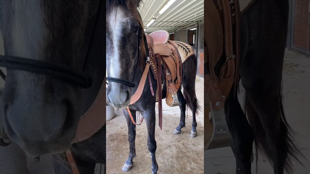 My Grey Colt Ed&rsquo;s Grey Goose | Horse Training