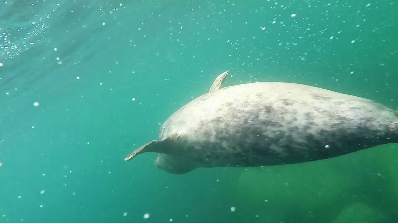 Scuba Diving Lundy Island
