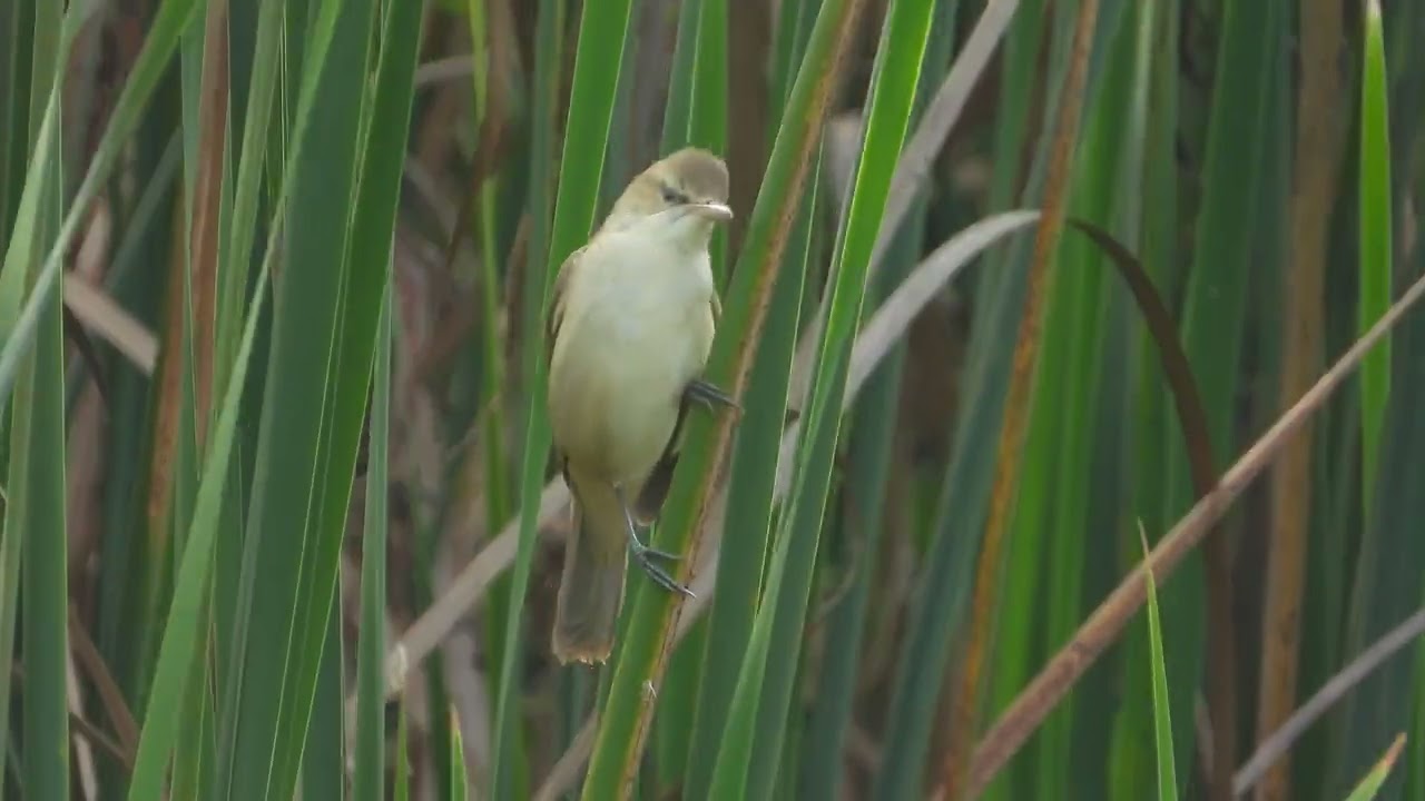 oriental reed warbler