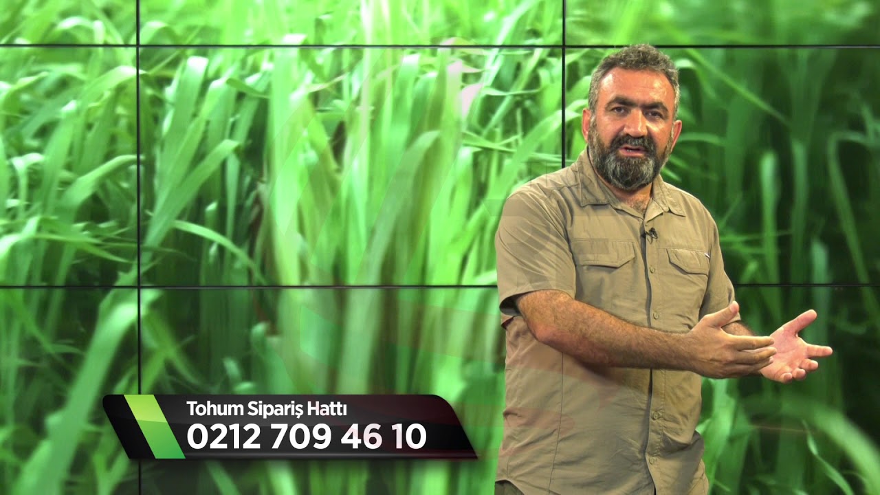 2- Sadece Reygras İle Hayvan Beslenebilir mi?