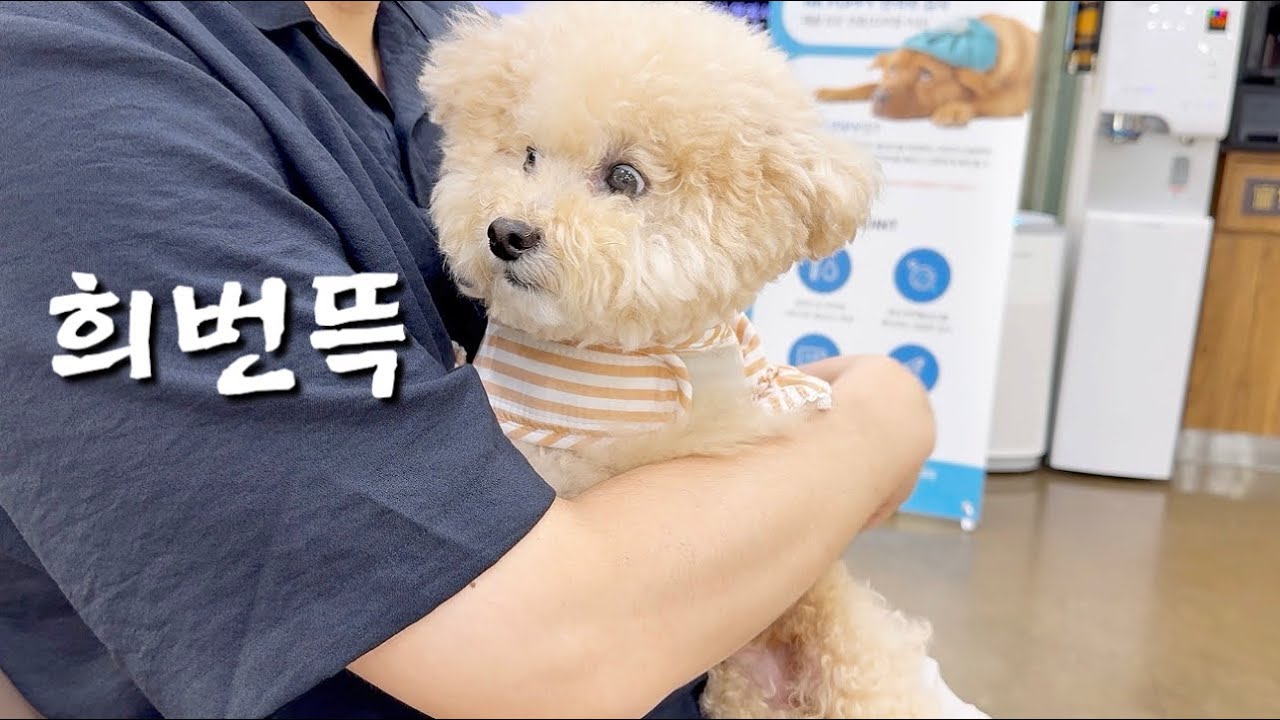 물림 사고 후 우리집 강아지가 달라졌어요!!