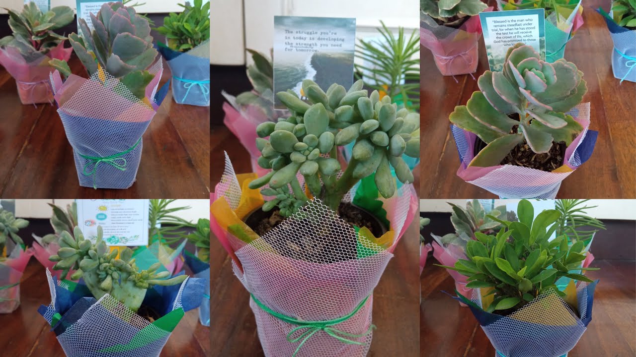 How I Wrap Succulent Pots as Gifts