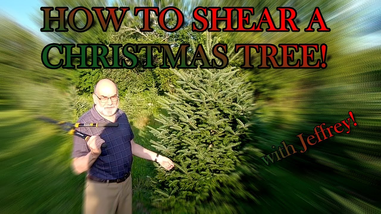 How to Shear a Christmas Tree Part 2