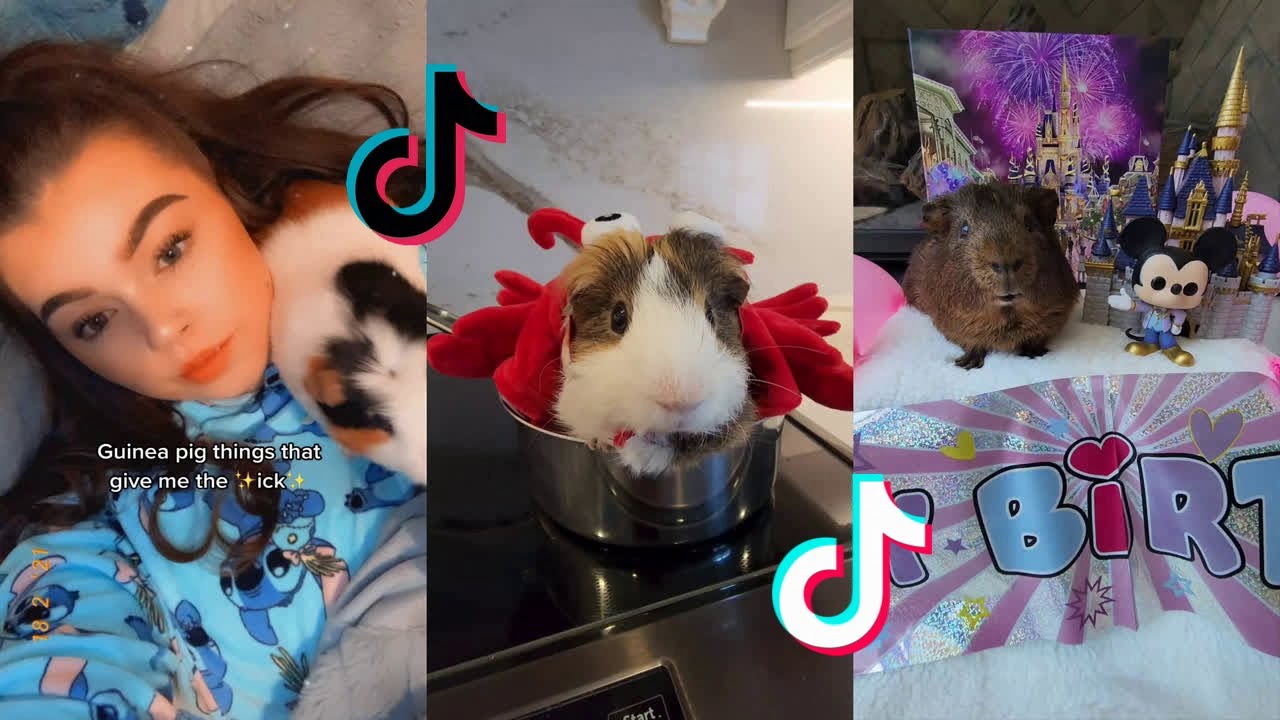Cute Guinea Pigs - Tiktok Compilation #28