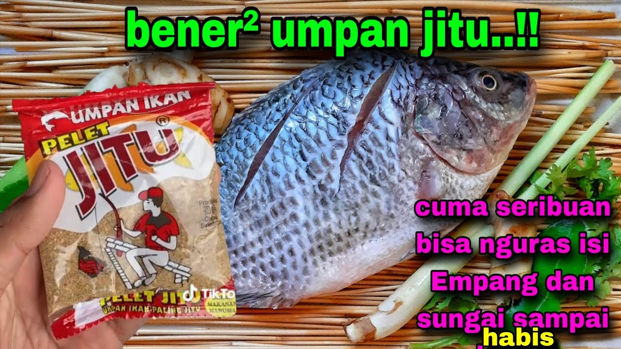 Umpan ikan nila penguras Empang dan sungai paling jitu di Indonesia #106
