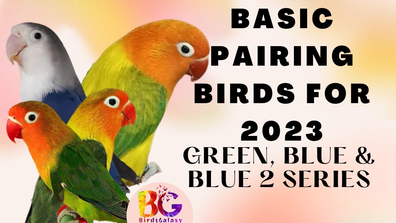 Basic Pairing Birds for 2023 | Breeding Team | #birds #youtube #lovebirds #opaline #lovebirdspairing