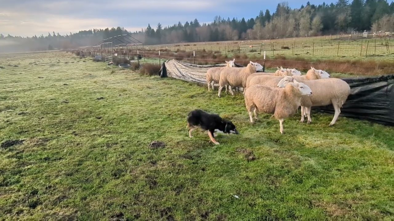 1/10/2026 Tigger holding/pushing close on fence line