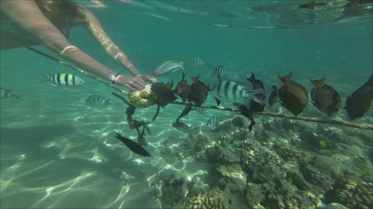 Grand Waterworld sunwing Makadi bay - Red sea Hotel - schnorcheln ! Fische - Korallen.