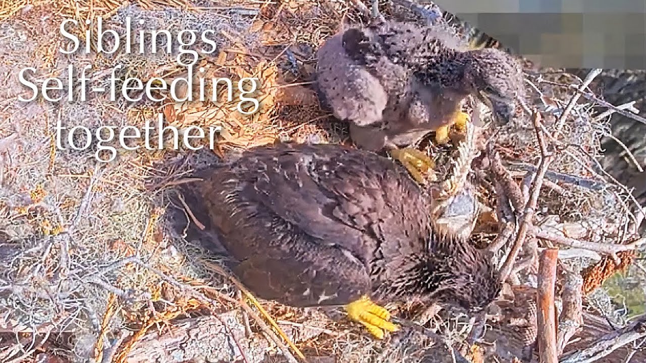 #297🦅🐥43°🐥38°／Winter Park Eagle Nest 2026／Against All Odds:One-Eyed Mom／Wink💗Atlas