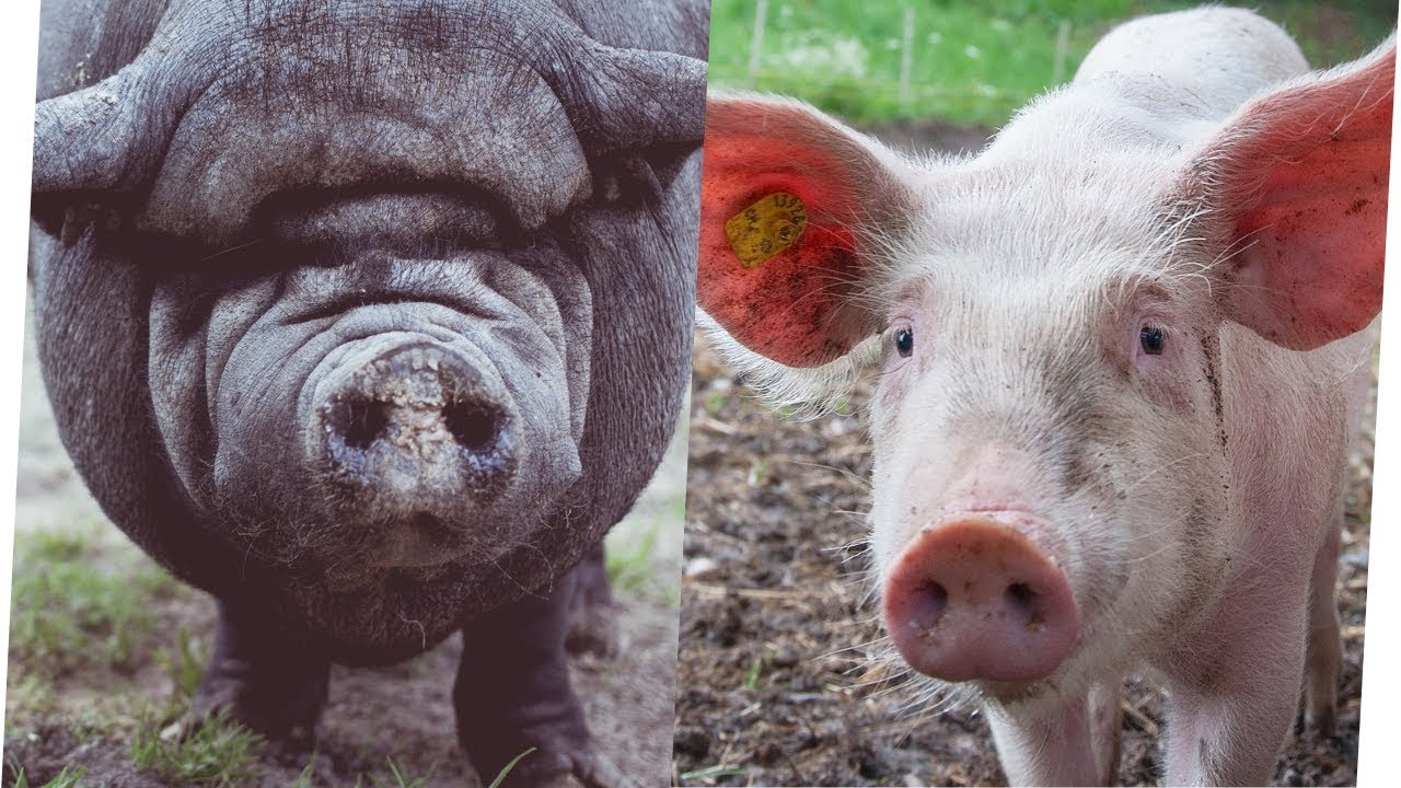 HOGS LARD vs. LEAN from farm to table