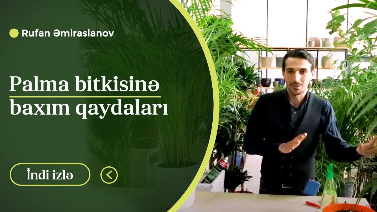 Palma bitkisinə baxım qaydaları #Palma