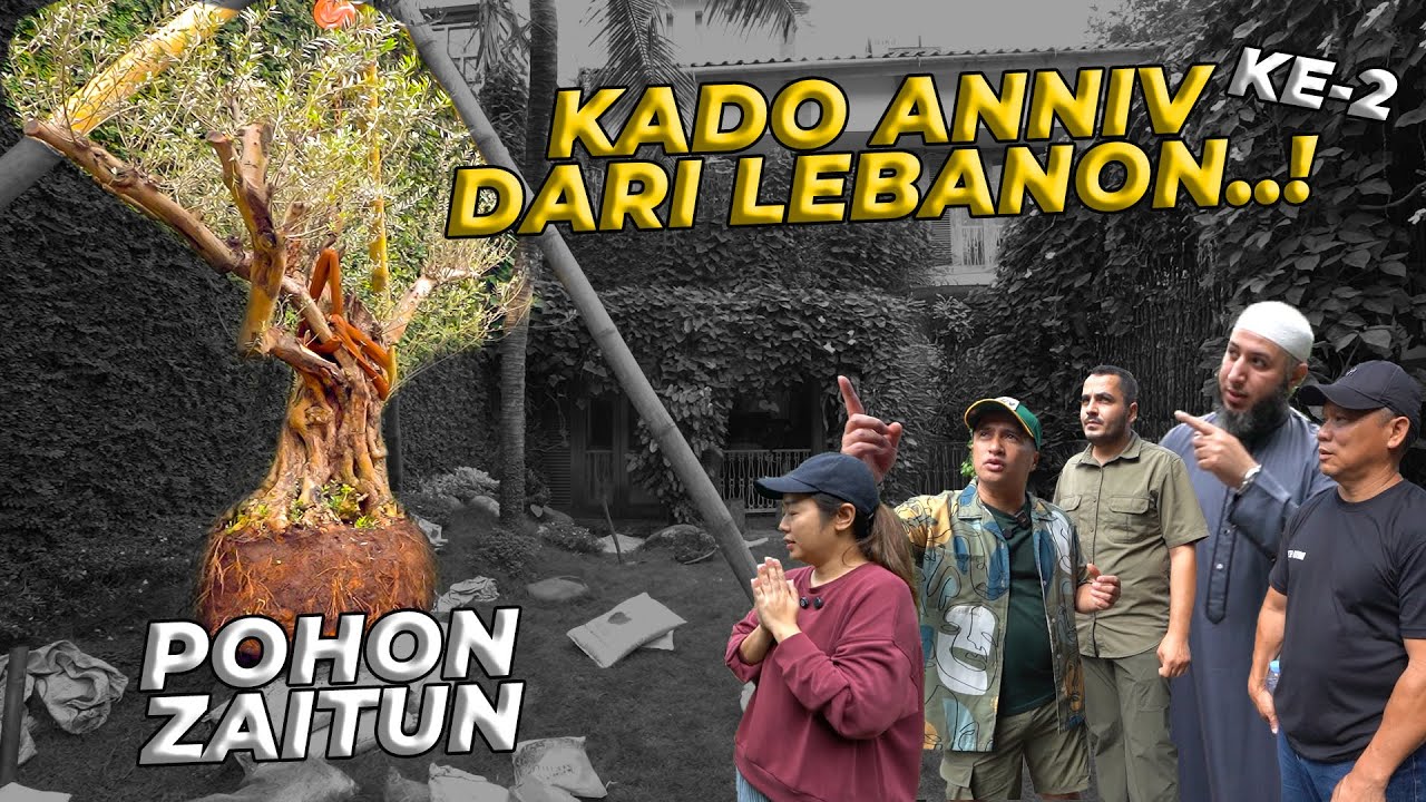 #9 PROJECT TAMAN SABRINA | HADIAH ANNIV 2 | TIBA-TIBA DAPET KADO POHON ZAITUN DARI LEBANON!