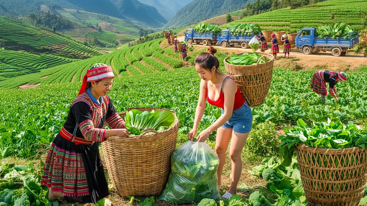 Buy Many Green Mustard Vegetable From Farmers, Use Truck Transport to The Market to Sell