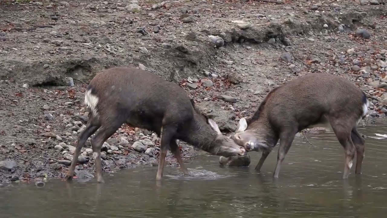 THE RUT'S PEAK: Deer Mating Amidst the Herd's Gaze