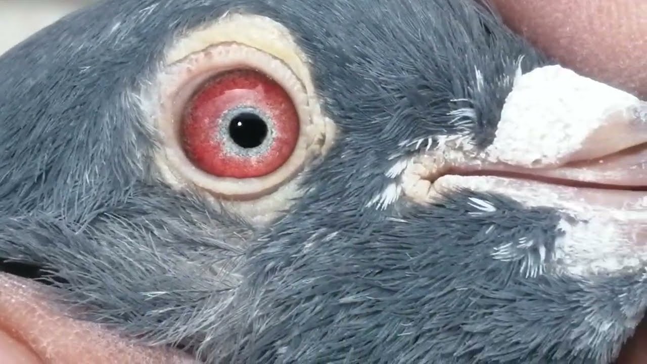 dub wala/mian nazir pigeon/mian Azeem nazir pigeon/03076887967/kabootar bazi ka raaz o ramooz