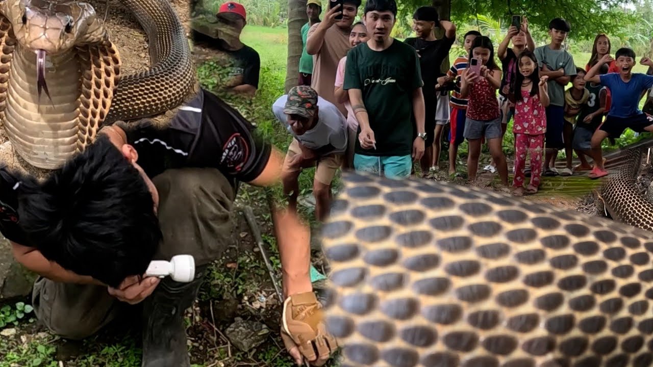 NAKIPAG HABULAN SA JUMBO COBRA SI COBRA PRINCE