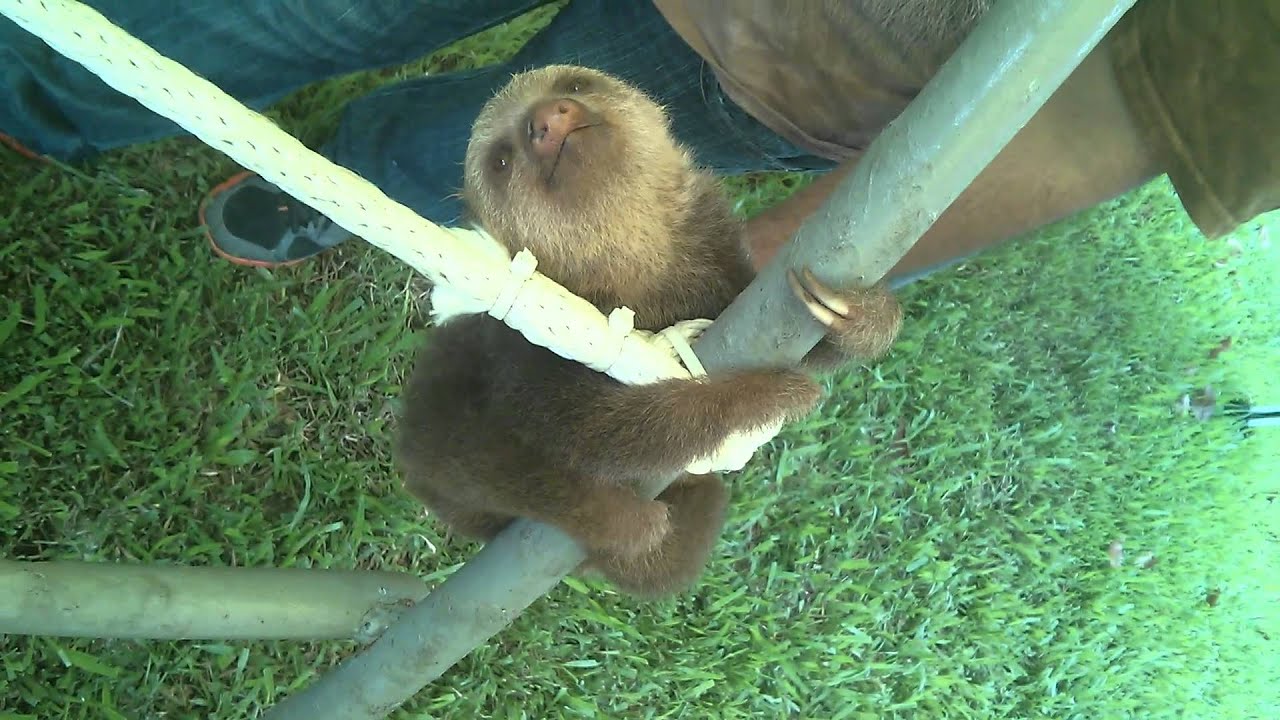 Baby Sloths on a Jungle Gym