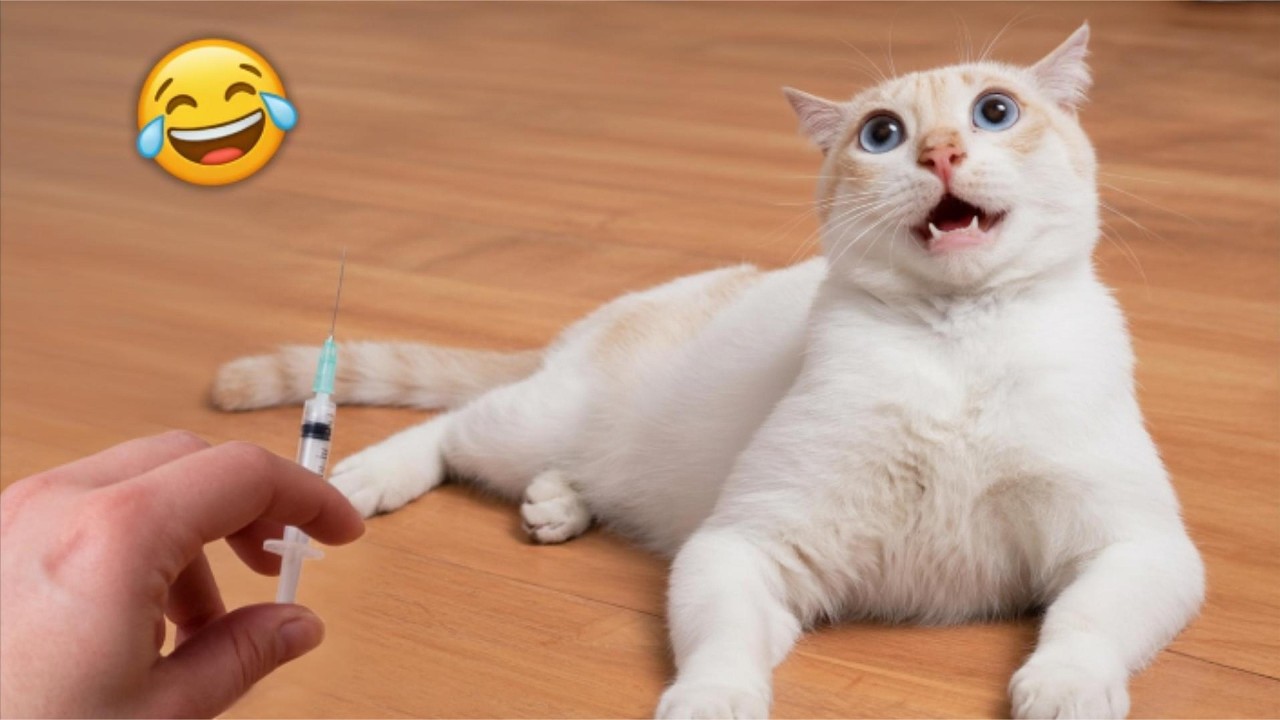 The Most Dramatic Cat Reactions 😹 Try Not To Laugh Challenge