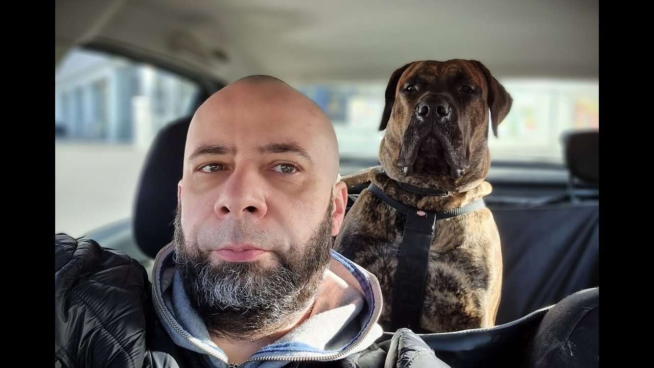 Presa Canario Puppy 9 Months. Presa Canario (Dog kanaryjski)  szczeniak 9 miesięcy vol.2