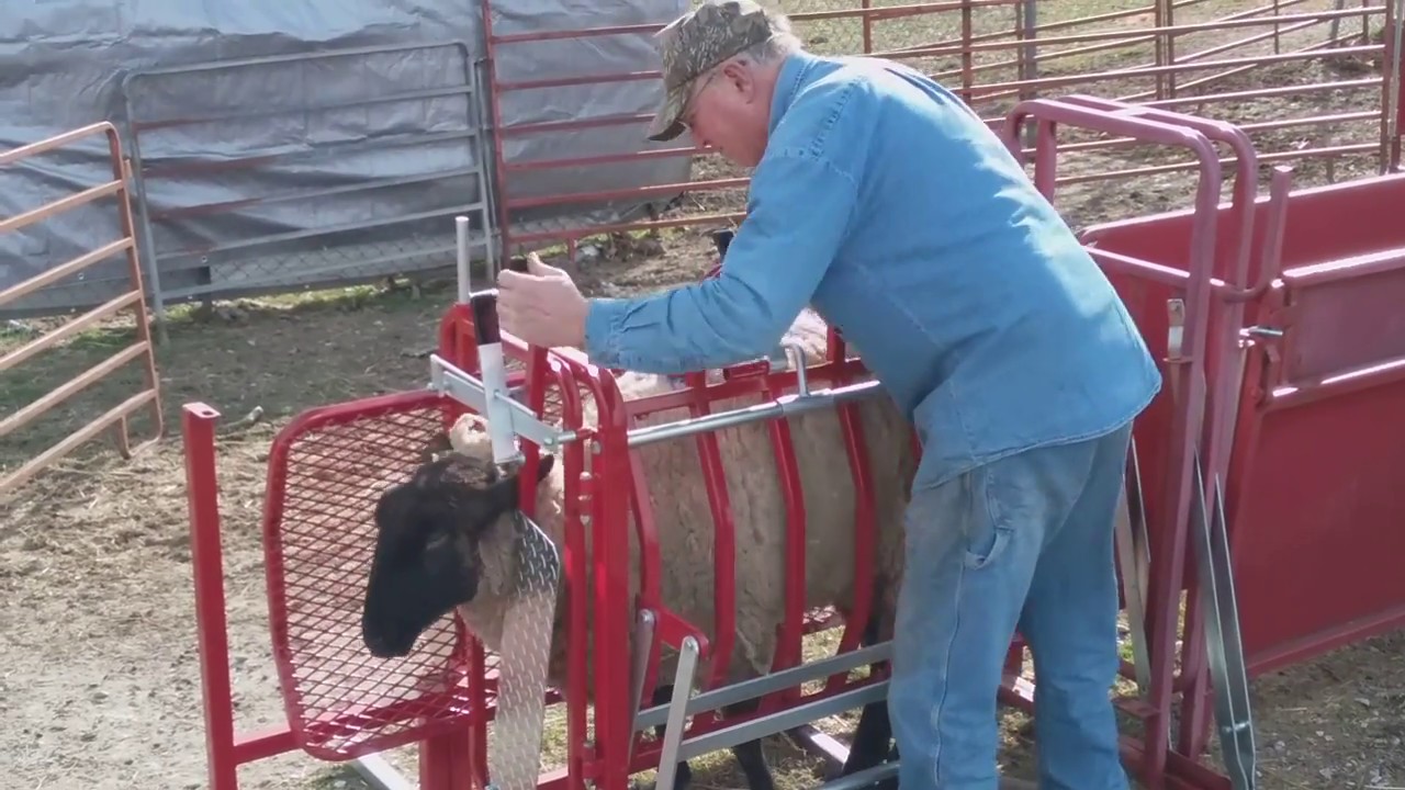 Ketcham's Sheep Equipment - Sheep & Goat Tilt Table Product Demo