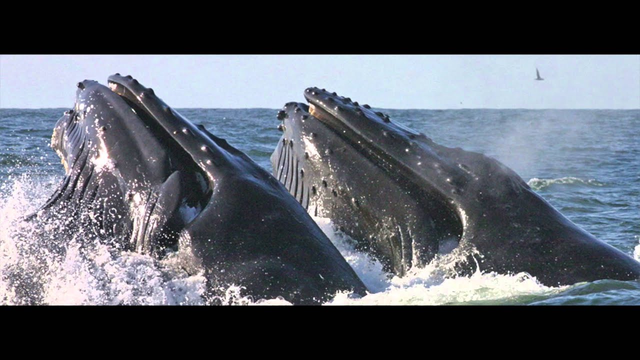 NOAA Photos