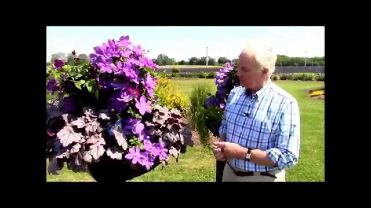 How to grow (and look after) clematis in containers