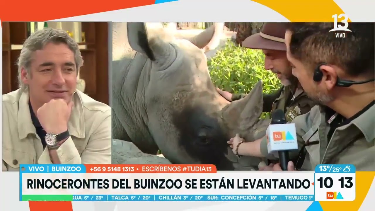 Conozca la cría de Rinocerontes del Buin Zoo. Tu Día, Canal 13
