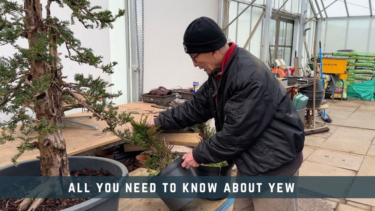 All You Need To Know About Yew
