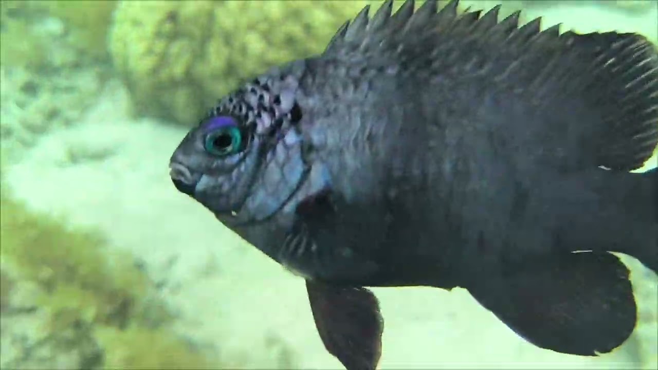 Die Unterwasserwelt von Mauritius