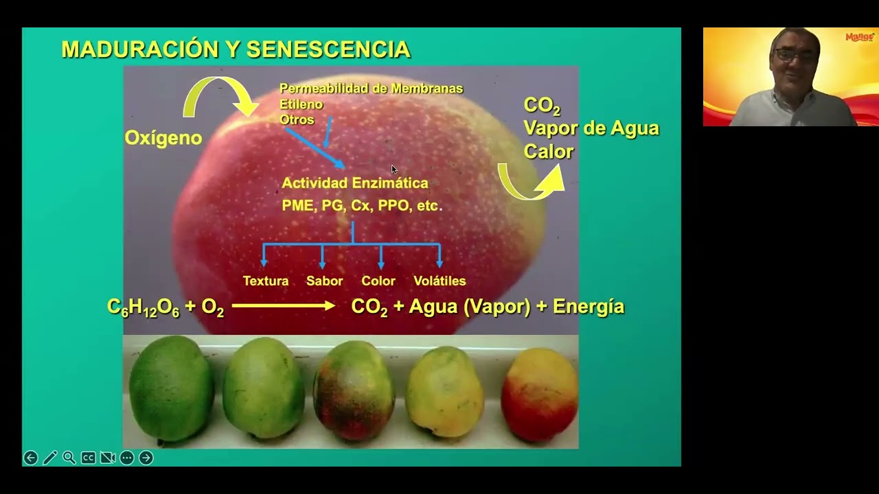 Control de Cavidades en la Pulpa del Mango Ataulfo Durante su Maduración
