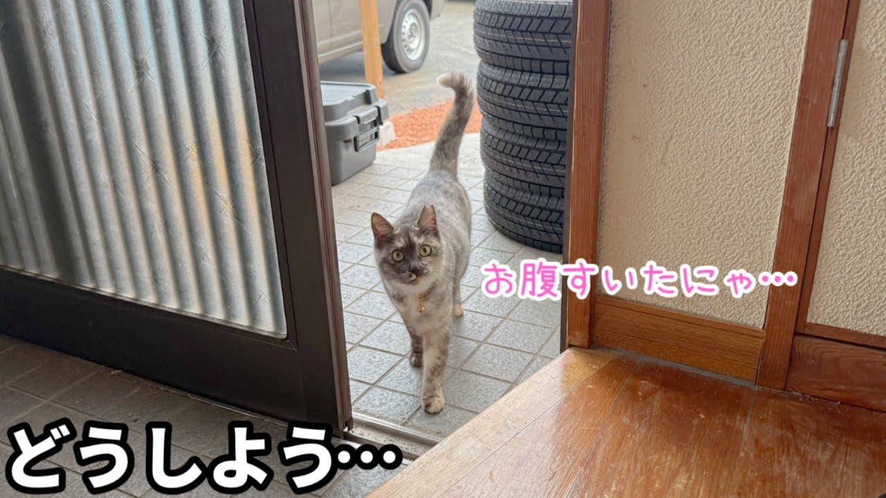 懐きすぎた野良猫が可愛すぎる。真冬に現れた空腹な野良猫…どうしよう…