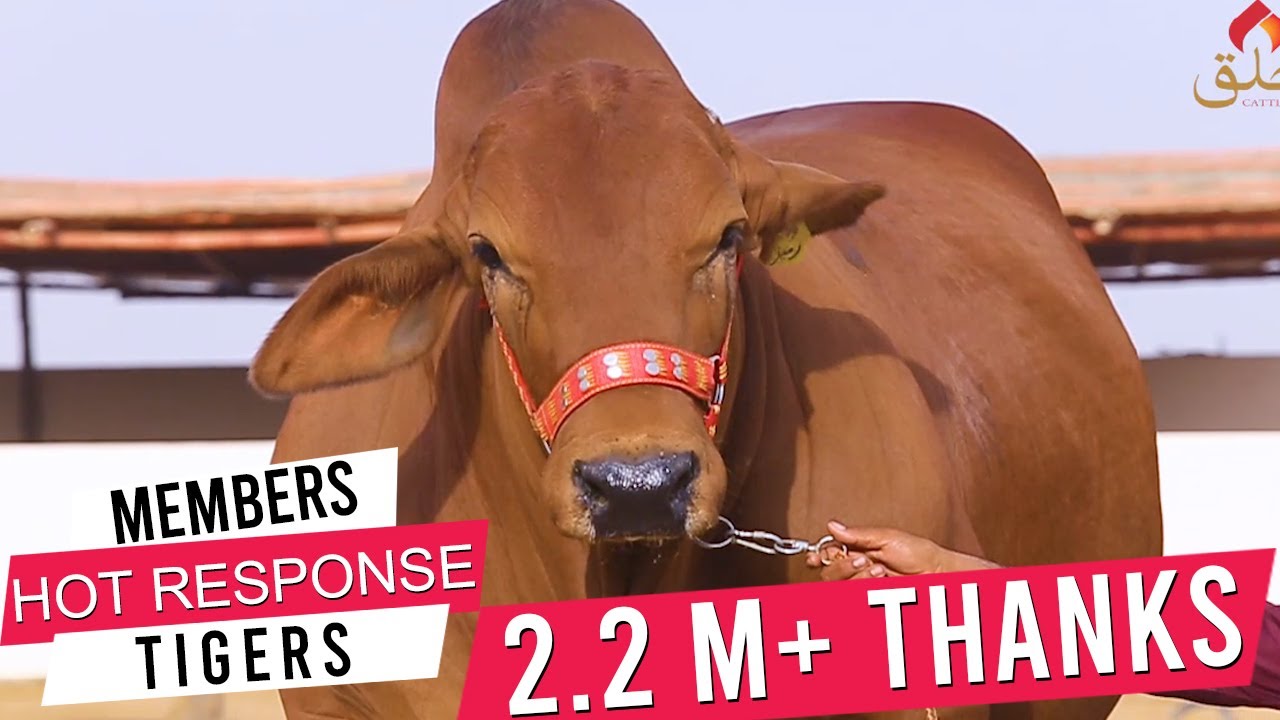 Khalq Cattle Farm I Pure Breeds I Documentary I 2018 I Bulls I Gear Up Buddies I Parrot Studio