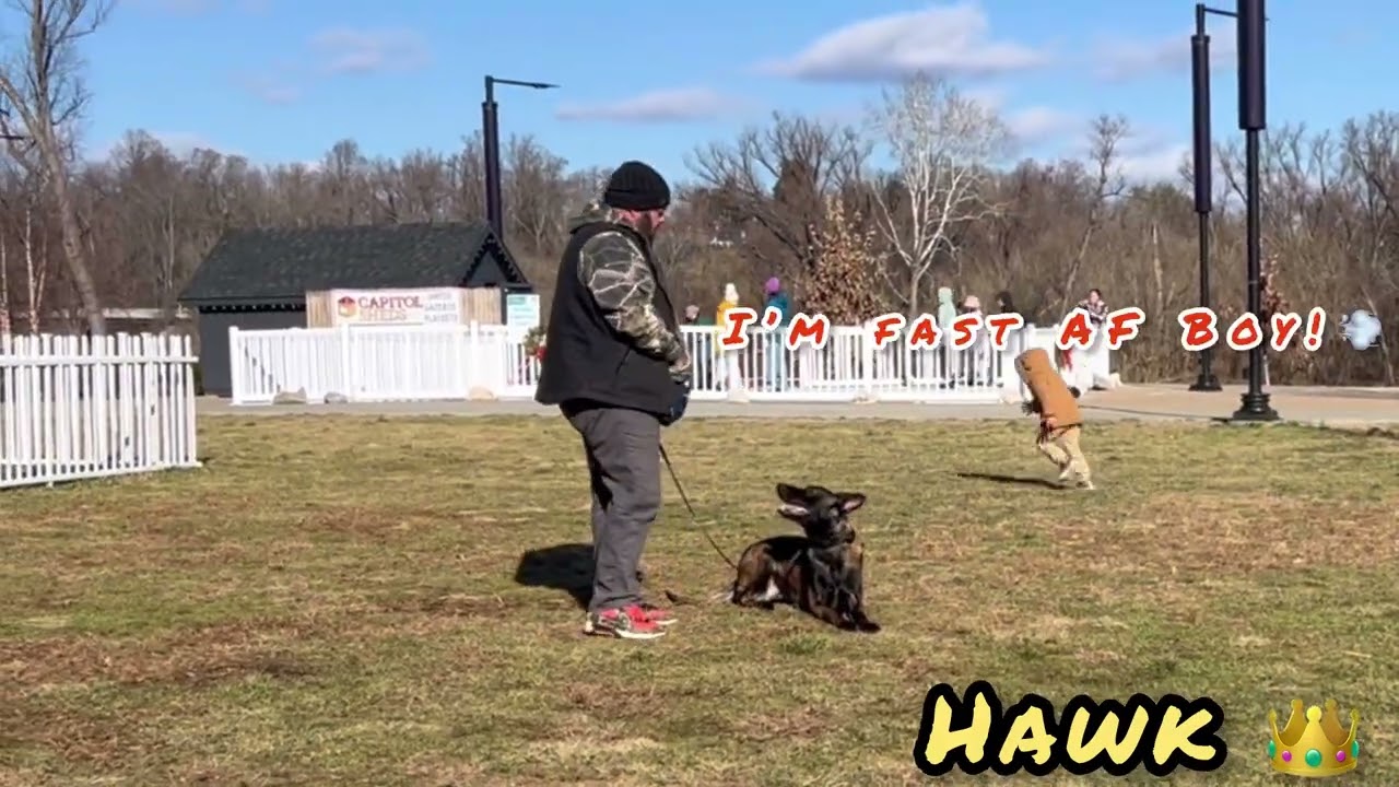 Belgian Malinois Dog Training | behavior modification | dog obedience school | balanced training 