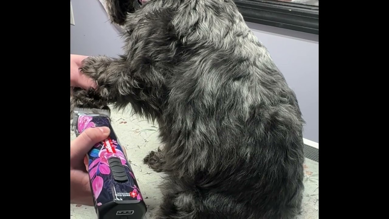 Shaving the front paw