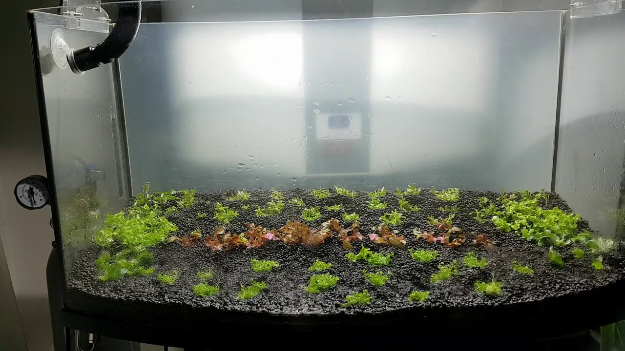 Suchy start akwarium HT z roślinami in vitro