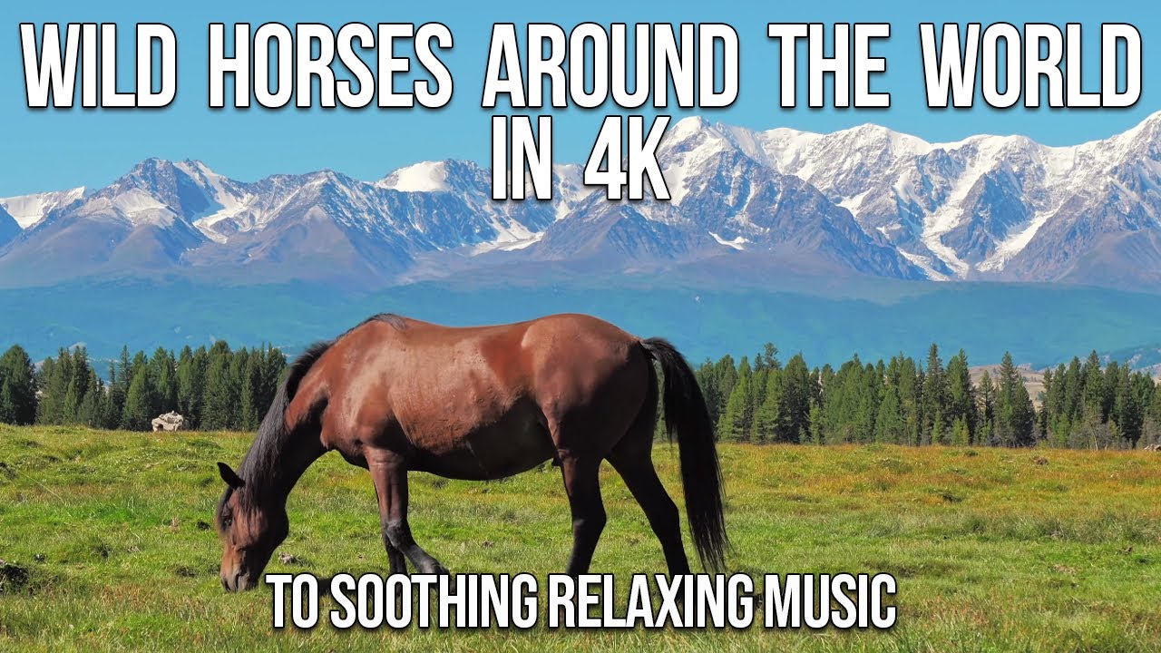 Majestic Wild Horses Around the World in 4K to Relaxing Music