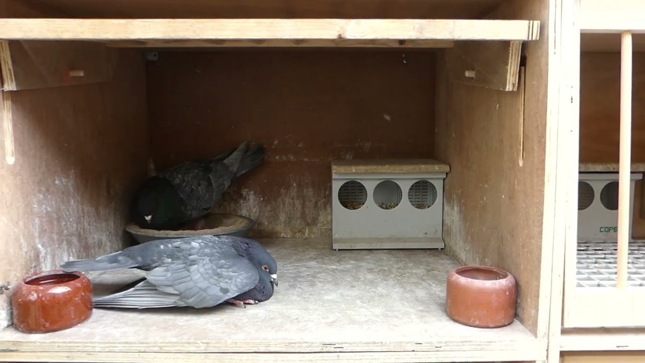Dutch Pigeons / Birmingham Rollers