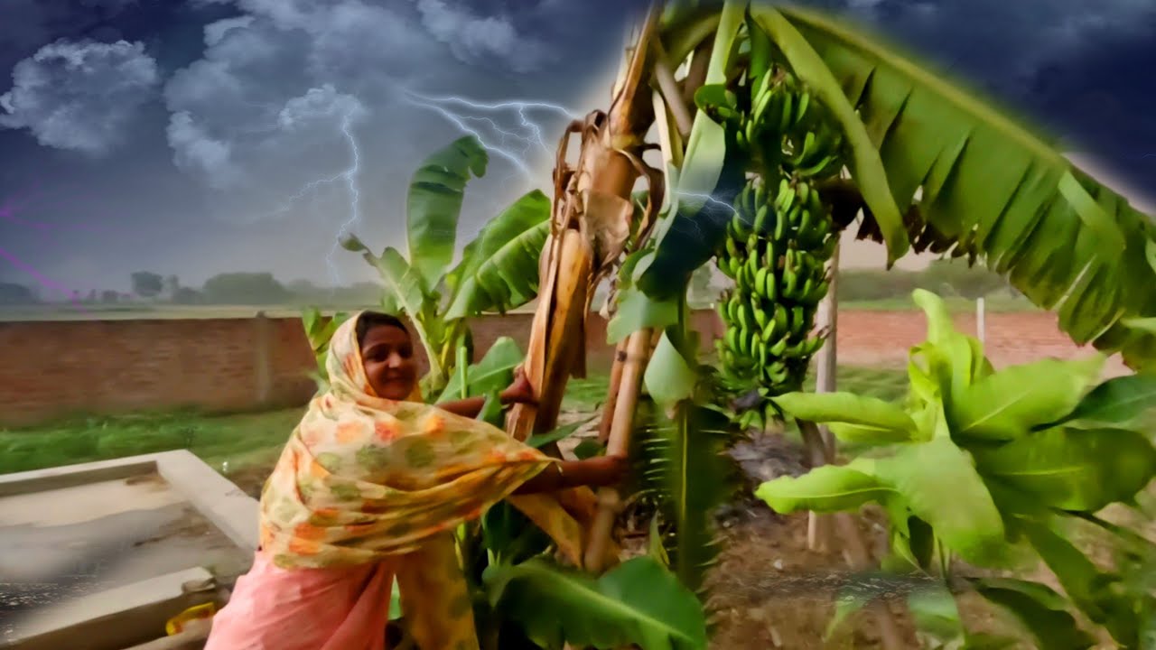 सुबह उठते ही इतनी तेज ⛈️🌪️आंधी आया कि हम डर गए कि हमारे बगीचे के सारे पेड़ 🌳पौधे गिर न जाये