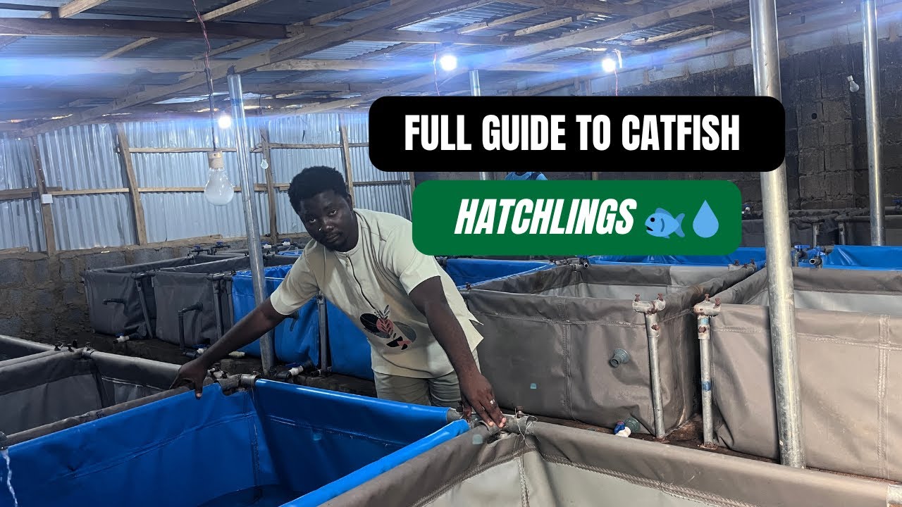 Beginner’s  FULL COURSE: How to Take Care of Your Newly Hatched Catfish (Hatchlings)
