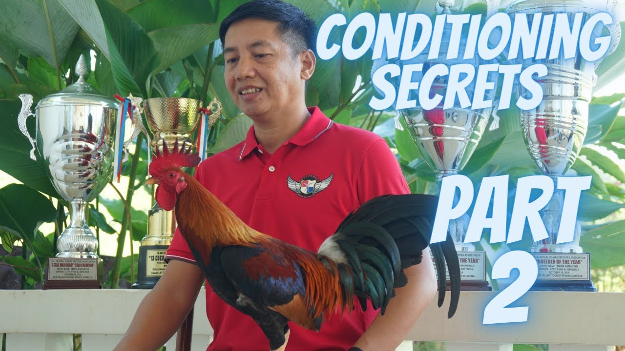 Part 2 : Ang Sikreto Sa Pagkukundisyon Ng Manok Panabong