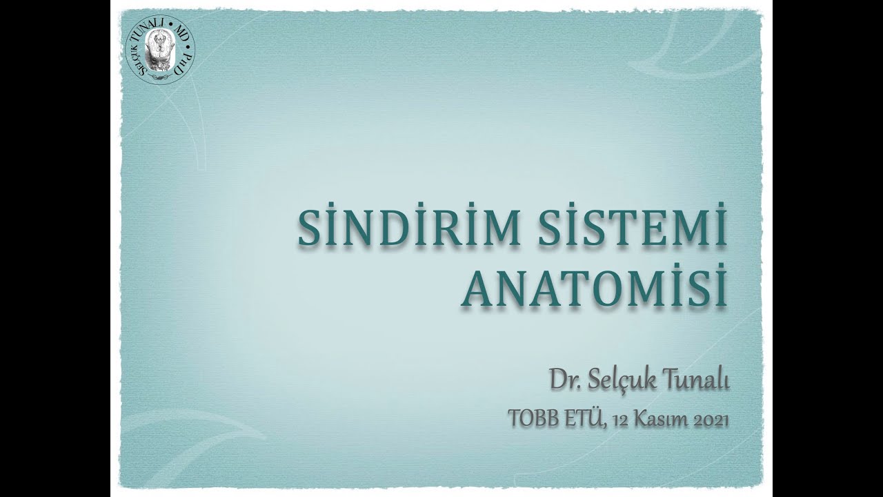 Sindirim Sistemi Anatomisi