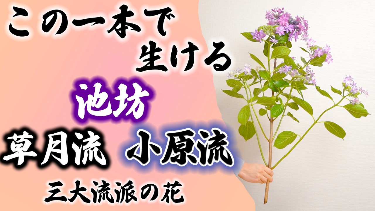 アジサイ1本で生ける華道三大流派の生け花【池坊・小原流・草月流】