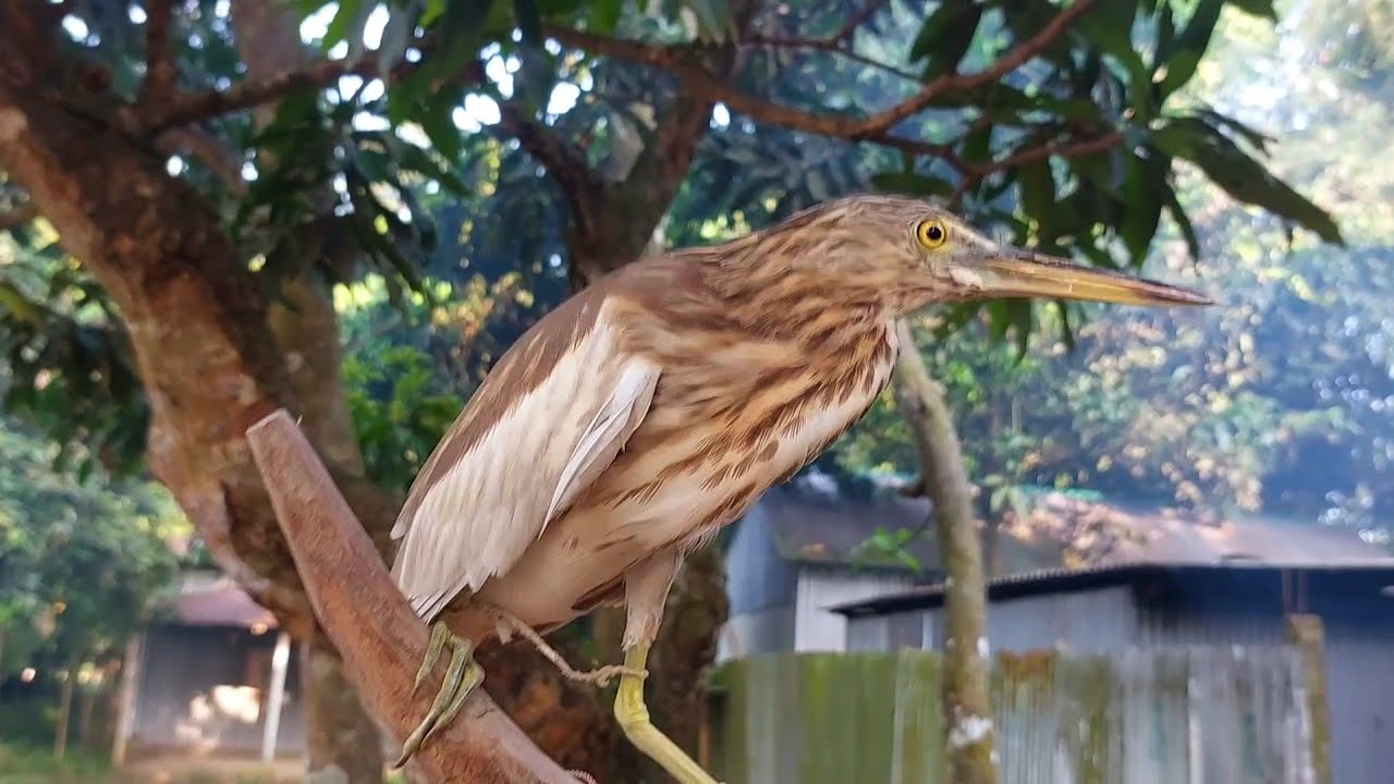 শীতের সকালে কলাপাতার ঘর বানিয়ে বক শিকার করা I Hunt Egret with the shake of the Banana leaf....#