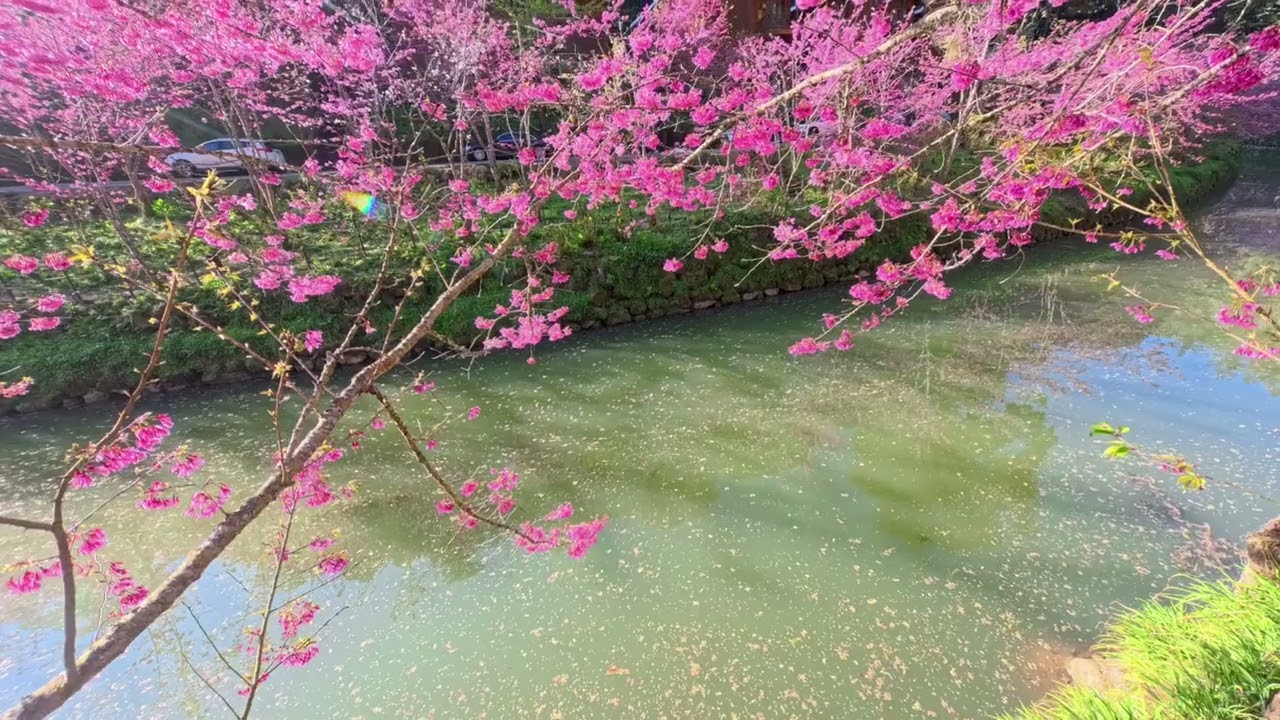 杉林溪櫻花