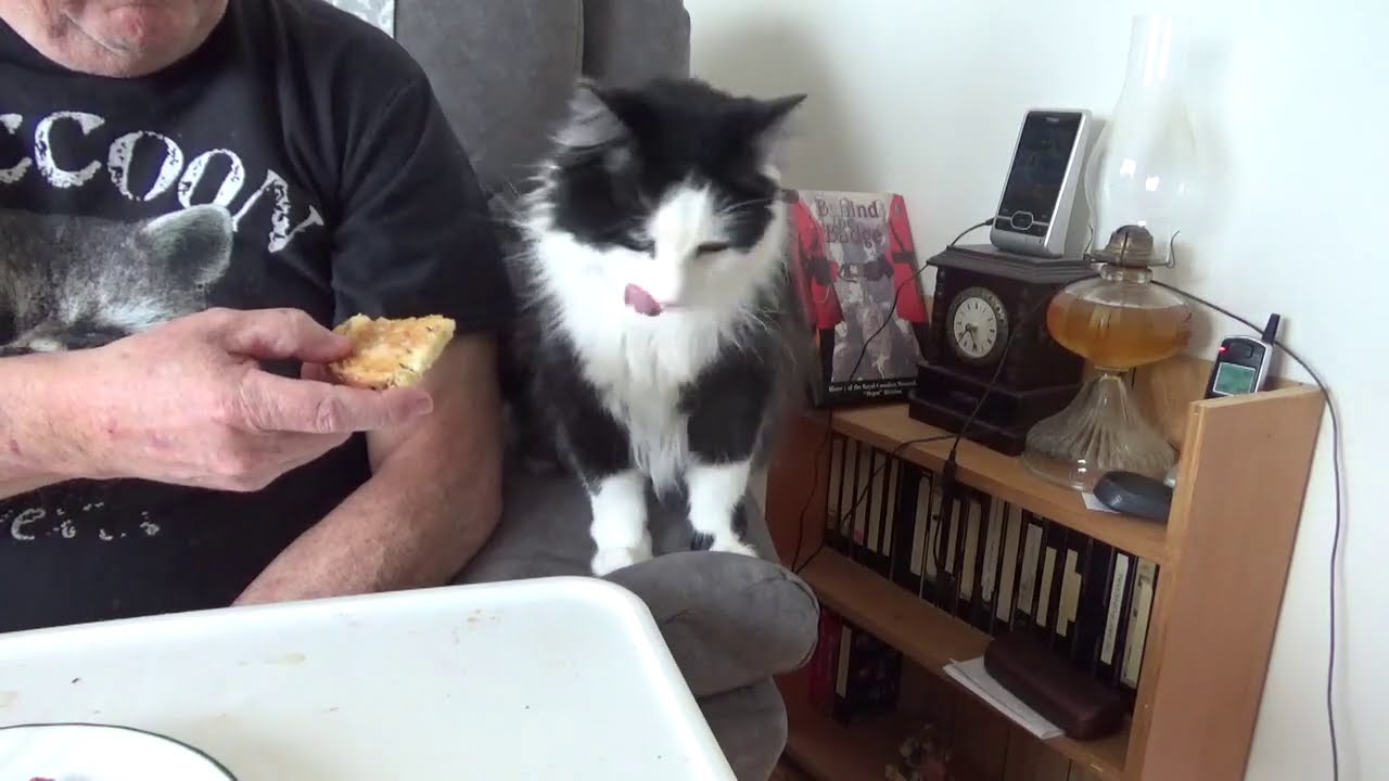 Breakfast with Connor Cat
