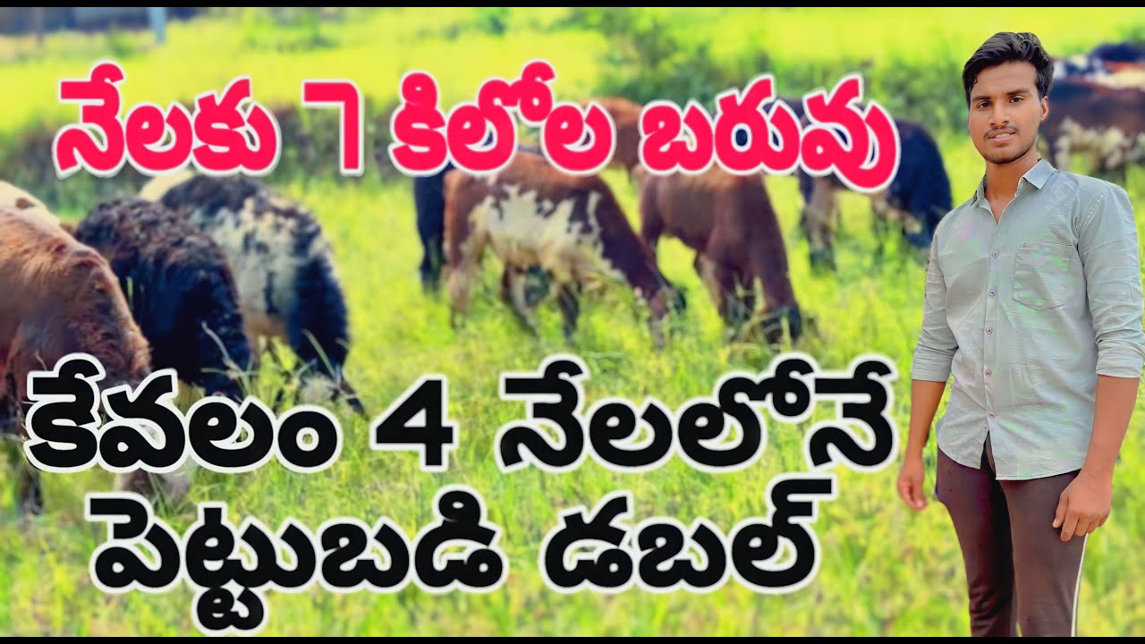 sheep farm in Hyderabad Telugu | నేలకు 7 కిలో బరువు 3కేవలం 4 నేలలోనే పెట్టుబడి డబల్  @mmpetsworld