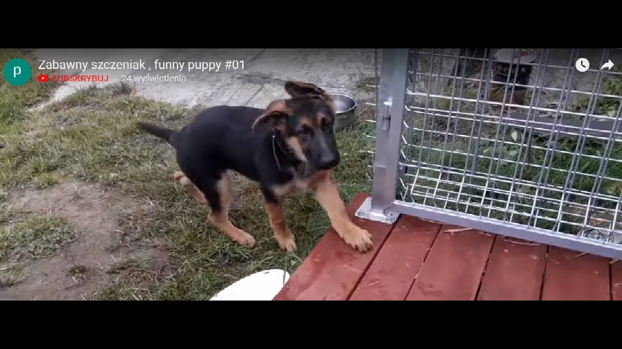 Zabawny szczeniak , funny puppy #01