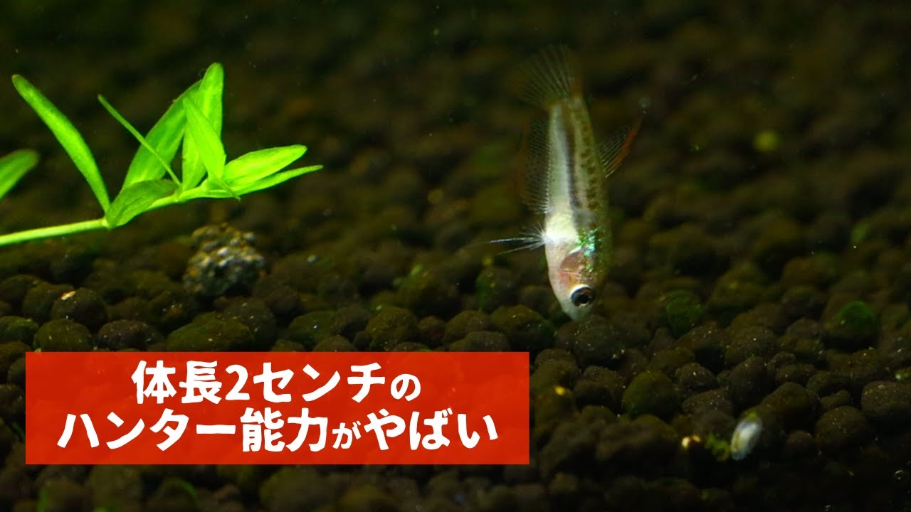 ヒドラ殲滅作戦 ピグミーグラミーの狩人感が半端ない【アクアリウム】【熱帯魚】